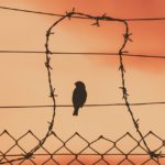 bird on a wire, wire mesh, sunset-5243730.jpg