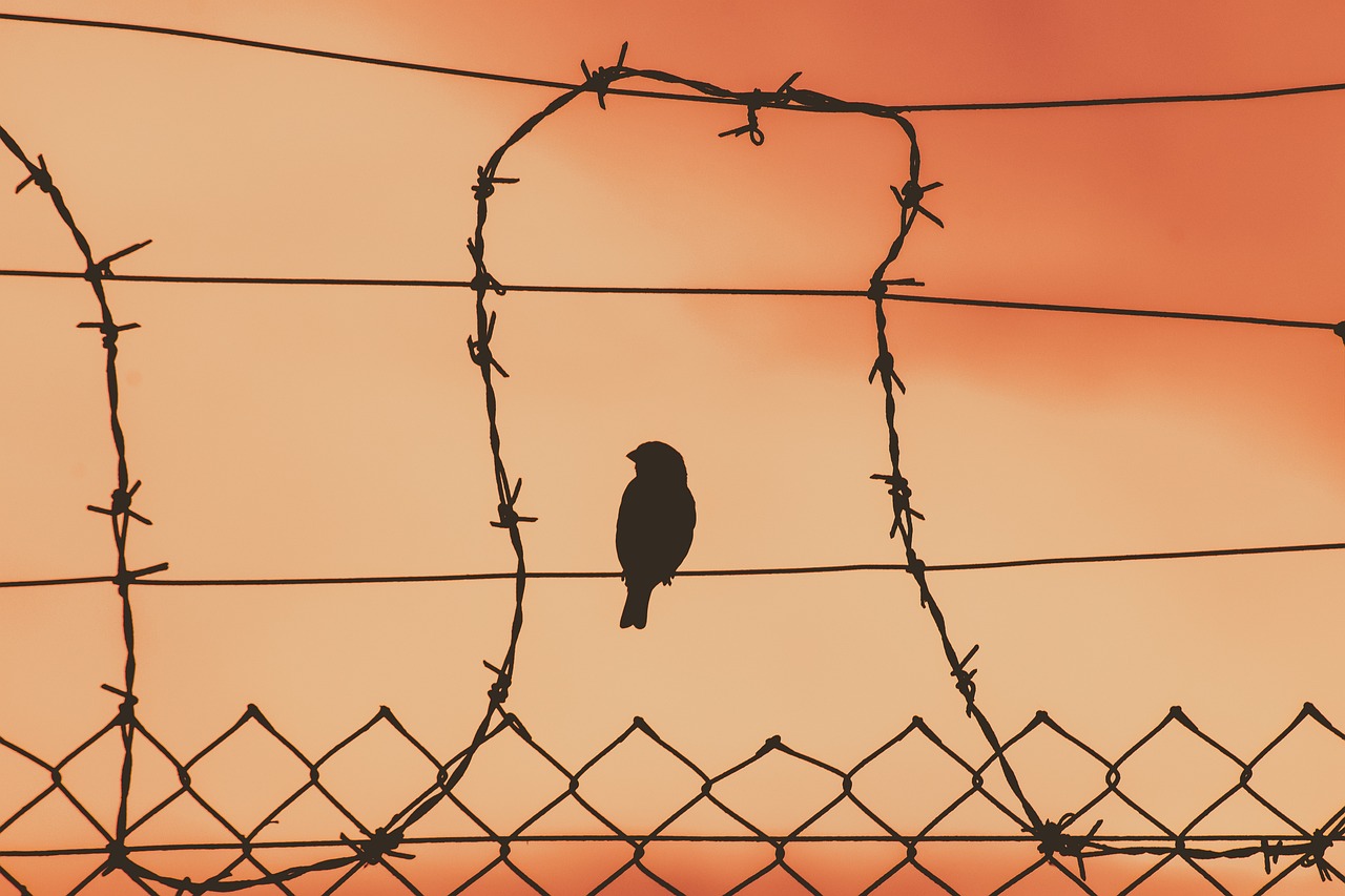 bird on a wire, wire mesh, sunset-5243730.jpg